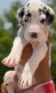 Buy Vaccinated  Great Dane Puppy from Vizag